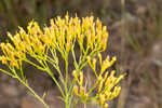 Nuttall's rayless goldenrod